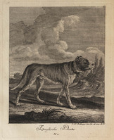 KG 01073
          <br/>
          Entwurf einiger Thiere. Erster Theil. (18 bladen)
          <br/>
          <em>Ridinger, Johann Elias (1698-1767)</em>